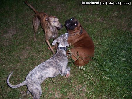 Whippet Hunde Foto 17542 in höherer Auflösung ansehen Whippet wer bist du?