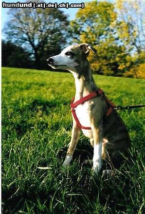 Whippet Hunde Foto 16881 Whippet baby