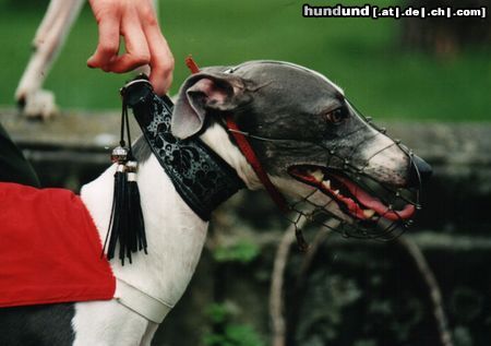 Whippet Hunde Foto 8303 Whippet Ch.T.REX Lazarus