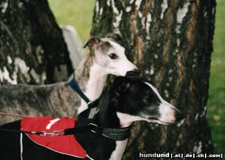 Whippet Hunde Foto 8301 Whippet whippets Lazarus