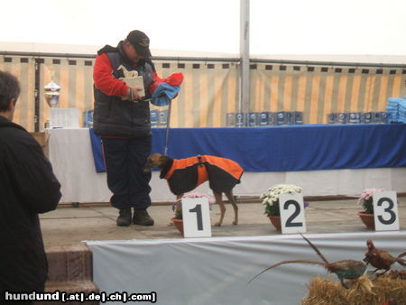 Whippet Déva Ultimatum sighthound-Trophy Seigerin 2009-2010.