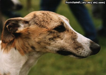 Whippet Ch.Woodbrook`s WAROTH 