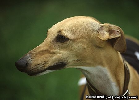 Whippet Hunde Foto 12720 Whippet Whippethündin