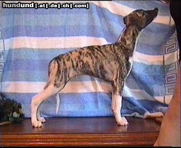 Whippet Hunde Foto 8299 Whippet PAN ROLLS-ROYCE Lazarus