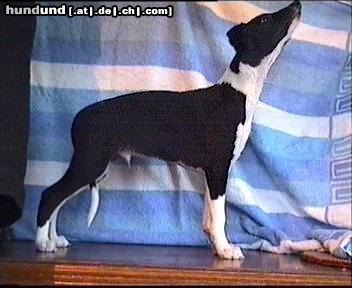 Whippet Hunde Foto 8300 Whippet PAN BENTLEY Lazarus