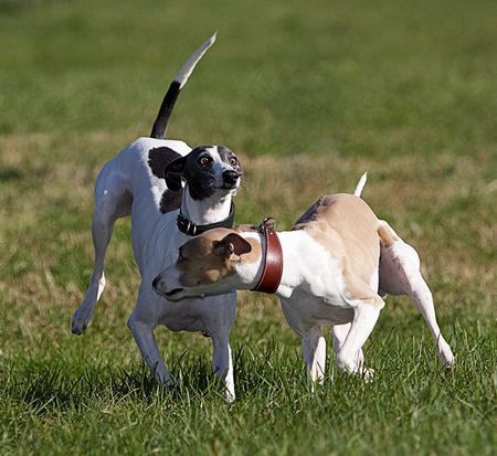 Whippet Hunde Foto 35098 Whippet Vorfahrt! Juana &Aveline