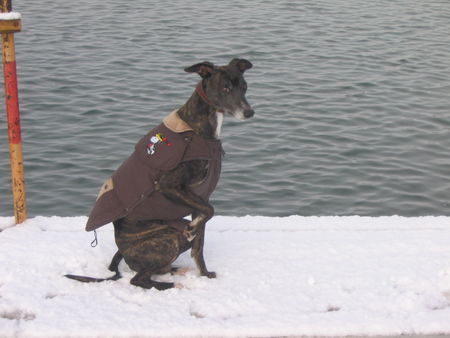 Whippet Hunde Foto 32290 Whippet Das ist mein Windhund