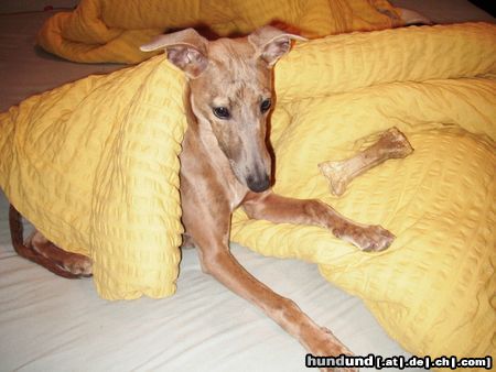 Whippet Hunde Foto 19409 Whippet