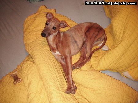 Whippet Hunde Foto 19407 Whippet