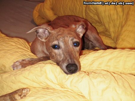 Whippet Hunde Foto 19408 Whippet