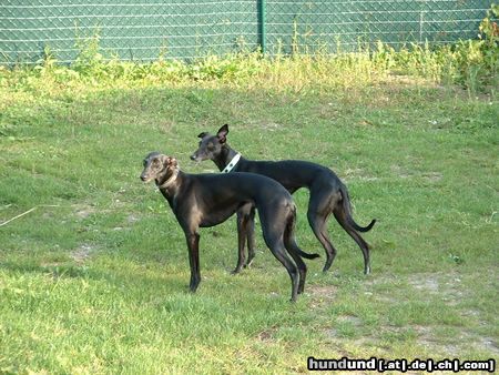 Whippet Hunde Foto 4824 Whippet Geschwister