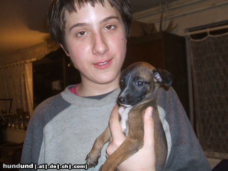 Whippet Hunde Foto 45806 Whippet Devaj Candy