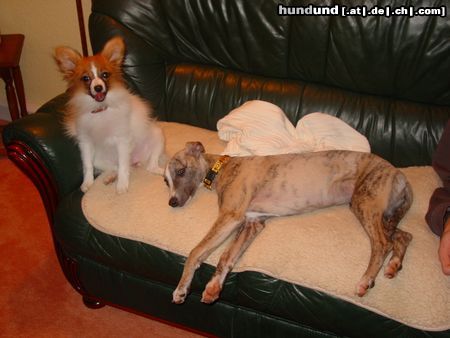 Whippet Hunde Foto 17792 Whippet