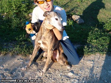 Whippet Dévaj Amazon 12 Jahre alt (Whippet Hünden) und Miki 8 Jahre alt