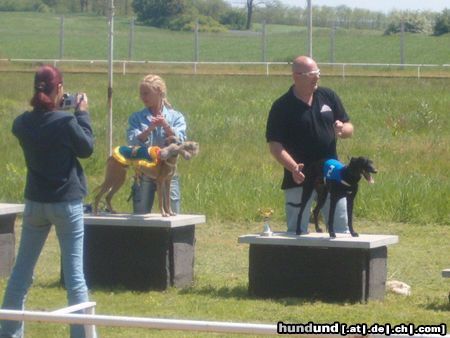 Whippet 2004.Ungarische Derby, 1. Dévaj Lehel (Edwin) 2. Dévaj M. Sir Winston