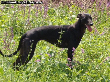 Whippet Hunde Foto 15589 Whippet Dévaj Mirage