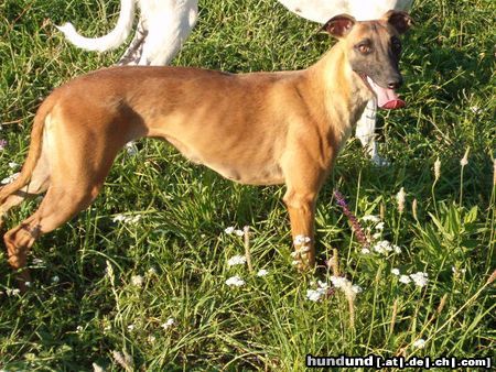 Whippet Hunde Foto 15591 Whippet Dévaj Násfa