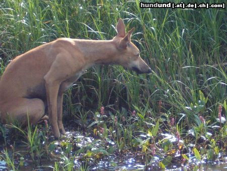 Whippet die Jagd
