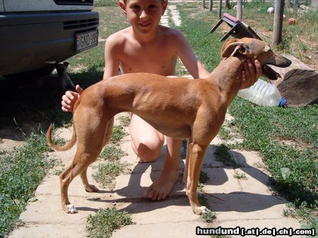 Whippet Orion