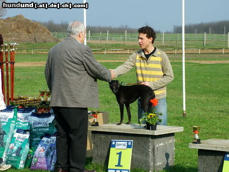 Whippet Hunde Foto 45803 Whippet Devaj Wonderfull