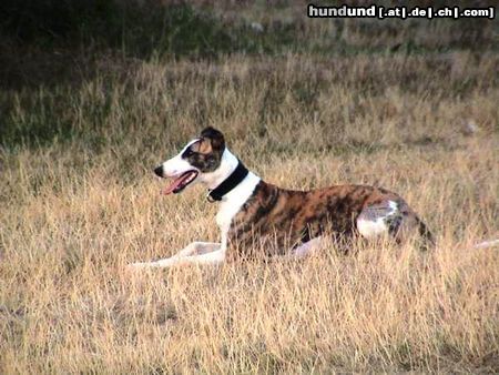 Whippet Hunde Foto 16691 in höherer Auflösung ansehen Whippet Joey