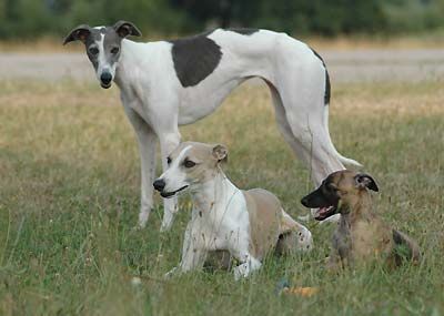 Whippet Hunde Foto 35097 in höherer Auflösung ansehen Whippet unsere Mädels