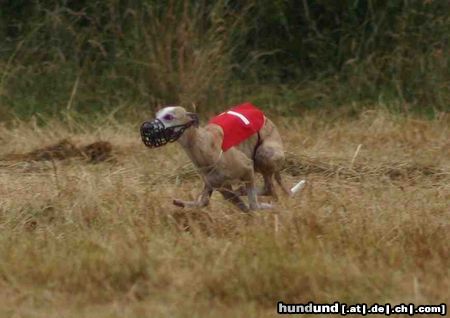 Whippet Hunde Foto 16884 Whippet regencoursing