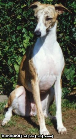 Whippet Hunde Foto 15582 in höherer Auflösung ansehen Whippet Nine Lives Art Deco