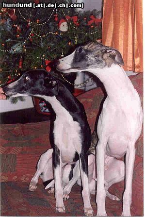 Whippet Hunde Foto 8827 Whippet CHRIS de BURGH Lazarus & ODESSA Lazarus
