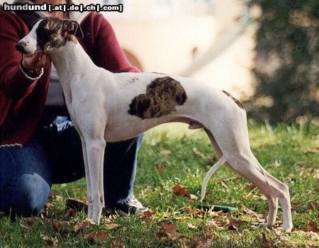 Whippet Hunde Foto 8829 Whippet CHRIS de BURGH Lazarus