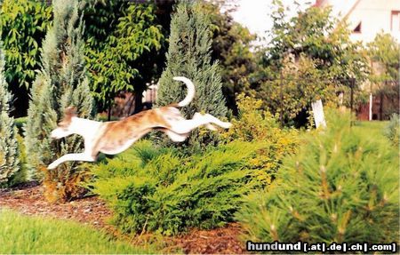 Whippet Hunde Foto 8306 Whippet fly whippet
