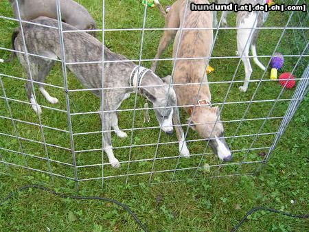 Whippet Hunde Foto 14060 Whippet Whippets in Heidenau