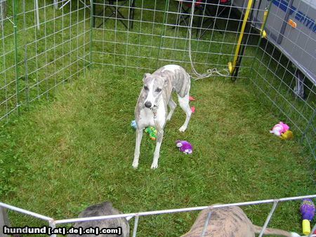 Whippet Hunde Foto 14061 Whippet Whippets in Heidenau