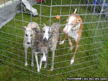 Whippet Hunde Foto 14062 Whippet Whippets in Heidenau