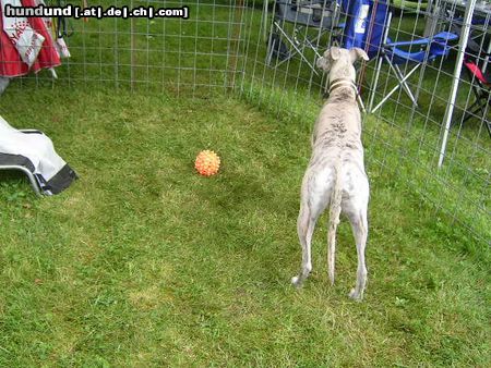 Whippet Hunde Foto 14066 Whippet Whippets in Heidenau