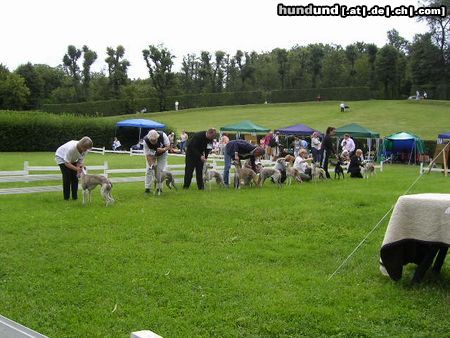 Whippet Hunde Foto 14067 Whippet Whippets in Heidenau