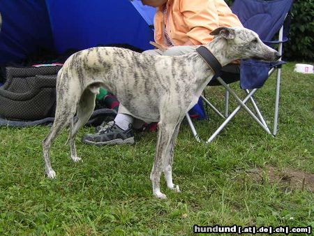 Whippet Hunde Foto 14083 Whippet Whippets