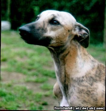Whippet Hunde Foto 13043 Whippet Henry :Love: