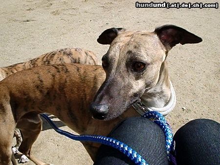 Whippet Hunde Foto 14243 Whippet Henry :Love: