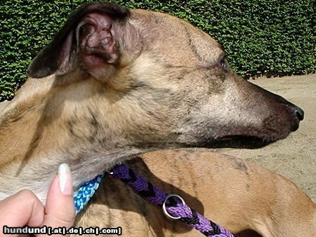 Whippet Hunde Foto 14244 Whippet Henry :Love: