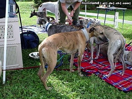 Whippet Hunde Foto 14245 Whippet Henry :Love: