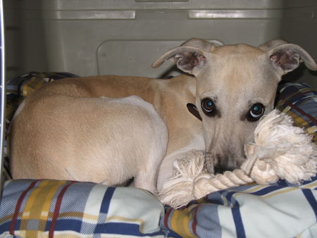 Whippet Curly von Ma-Rib al Sana-As mit 15 Wochen