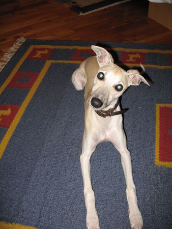 Whippet Hunde Foto 40757 in höherer Auflösung ansehen Whippet Curly von Ma-Rib al Sana-As mit 6 Monaten