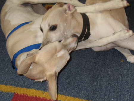 Whippet Curly mit seiner Schwester Cassie