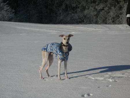 Whippet Hunde Foto 41000 in höherer Auflösung ansehen Whippet Curly von Ma-Rib al Sana-As mit 7 Monaten