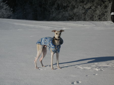 Whippet Curly von Ma-Rib al Sana-As mit 7 Monaten