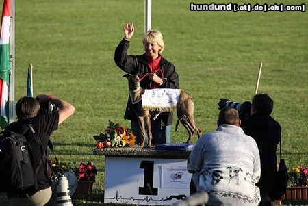 Whippet Dévaj Viktor Weltrennsieger 2010.