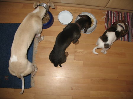 Whippet Hunde Foto 43012 in höherer Auflösung ansehen Whippet