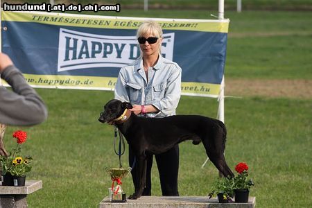 Whippet Hunde Foto 45805 in höherer Auflösung ansehen Whippet Devaj Pegazus Europa Rennsieger 2008.
