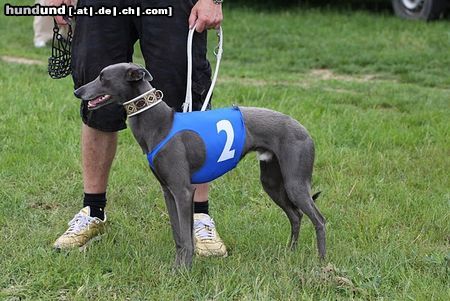 Whippet Hunde Foto 45801 in höherer Auflösung ansehen Whippet Devaj Vielvet